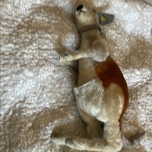 Steiff vintage - Cream and Brown kangaroo